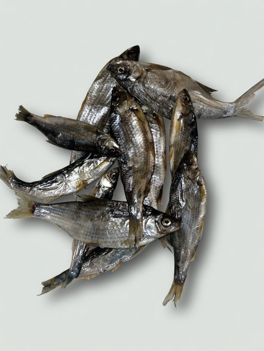 zalm forel